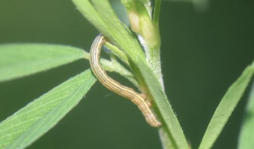Réf. 347 081 : Euclidia glyphica